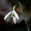 Future Forests Wildflowers Galanthus Nivalis - Snowdrop