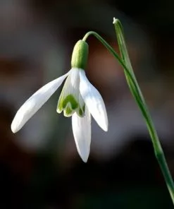 Future Forests Wildflowers Galanthus Nivalis - Snowdrop