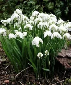 Future Forests Wildflowers Galanthus Nivalis Flore Pleno - Double Snowdrop
