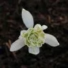 Future Forests Wildflowers Galanthus Nivalis Flore Pleno - Double Snowdrop