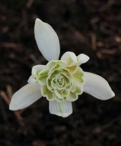 Future Forests Wildflowers Galanthus Nivalis Flore Pleno - Double Snowdrop