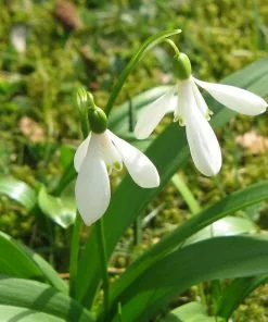 Future Forests Galanthus Woronowii - Snowdrop Wildflowers