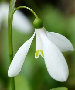 Future Forests Galanthus Woronowii - Snowdrop Wildflowers