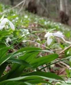 Future Forests Galanthus Woronowii - Snowdrop Wildflowers