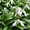 Future Forests Galanthus Woronowii - Snowdrop Wildflowers