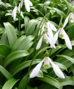 Future Forests Galanthus Woronowii - Snowdrop Wildflowers