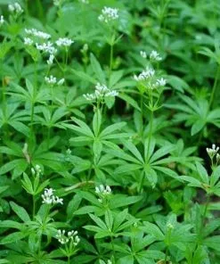 Future Forests Galium Odoratum - Sweet Woodruff Herbs