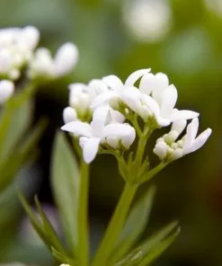 Future Forests Galium Odoratum - Sweet Woodruff Herbs