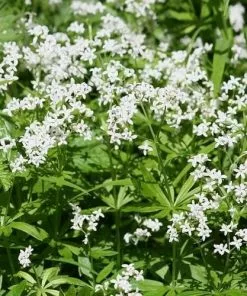 Future Forests Galium Odoratum - Sweet Woodruff Herbs