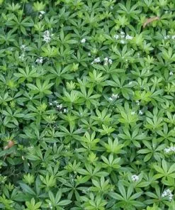 Future Forests Galium Odoratum - Sweet Woodruff Herbs