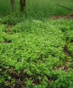 Future Forests Galium Odoratum - Sweet Woodruff Herbs