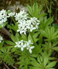 Future Forests Galium Odoratum - Sweet Woodruff Herbs
