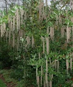 Future Forests Garrya Elliptica James Roof Shrubs