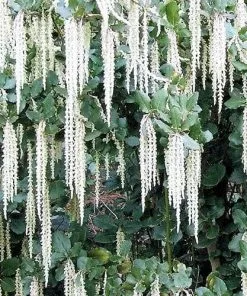 Future Forests Garrya Elliptica James Roof Shrubs