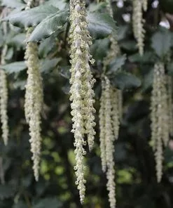 Future Forests Garrya Elliptica James Roof Shrubs