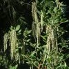 Future Forests Garrya Elliptica James Roof Shrubs 2 Future Forests Garrya Elliptica James Roof Shrubs