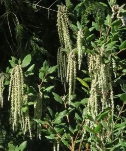 Future Forests Garrya Elliptica James Roof Shrubs