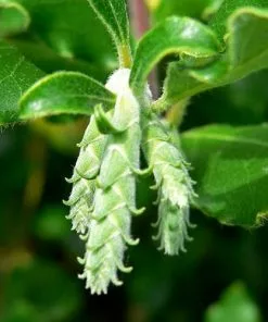 Future Forests Garrya Elliptica James Roof Shrubs