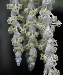 Future Forests Garrya Elliptica James Roof Shrubs