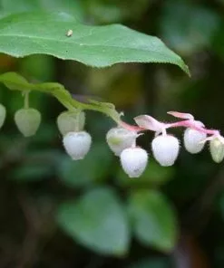Future Forests Gaultheria Shallon Shrubs