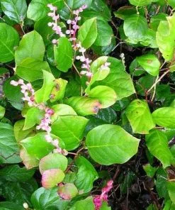 Future Forests Gaultheria Shallon Shrubs