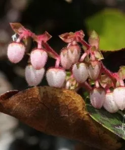 Future Forests Gaultheria Shallon Shrubs