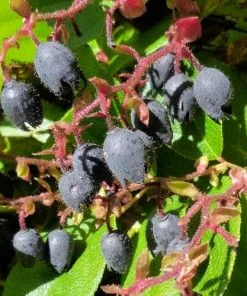 Future Forests Gaultheria Shallon Shrubs