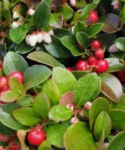 Future Forests Shrubs Gaultheria Procumbens
