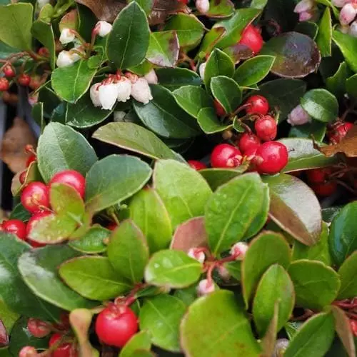 Future Forests Shrubs Gaultheria Procumbens 3 Future Forests Shrubs Gaultheria Procumbens