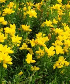 Future Forests Genista Hispanica