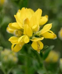 Future Forests Genista Hispanica