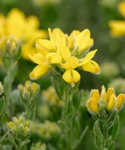 Future Forests Genista Hispanica