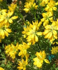 Future Forests Genista Hispanica