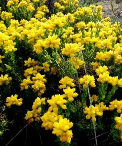 Future Forests Genista Hispanica