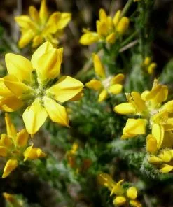 Future Forests Genista Hispanica
