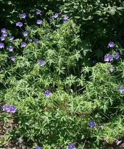 Future Forests More Geranium Brookside