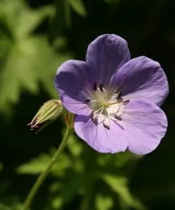 Future Forests More Geranium Brookside