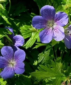 Future Forests More Geranium Brookside