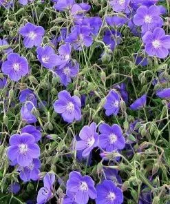 Future Forests More Geranium Brookside