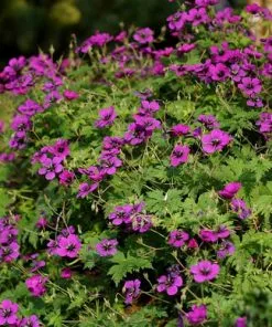 Future Forests Geranium Dragonheart (Bremdra)