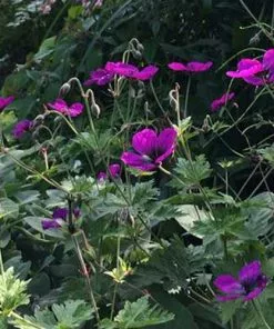 Future Forests Geranium Dragonheart (Bremdra)