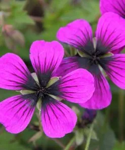 Future Forests Geranium Dragonheart (Bremdra)