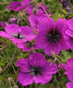 Future Forests Geranium Dragonheart (Bremdra)