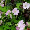 Future Forests Geranium Dreamland 1 Future Forests Geranium Dreamland