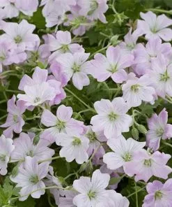 Future Forests Geranium Dreamland