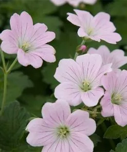 Future Forests Geranium Dreamland