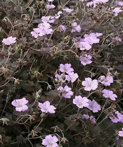 Future Forests Geranium Dusky Rose More