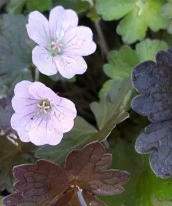 Future Forests Geranium Dusky Rose More