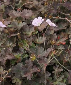 Future Forests Geranium Dusky Rose More