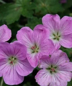 Future Forests Geranium Mavis Simpson More